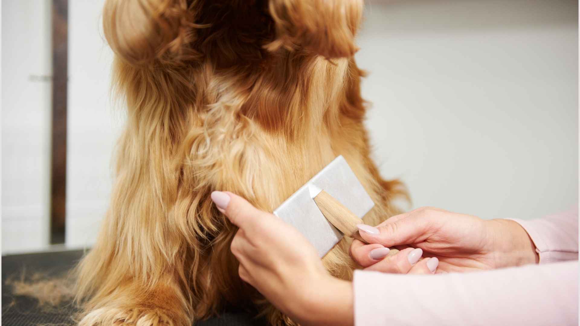 Perro siendo cepillado